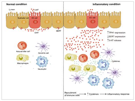 IJMS | Free Full-Text | The Mechanism of Secretion and Metabolism of ...