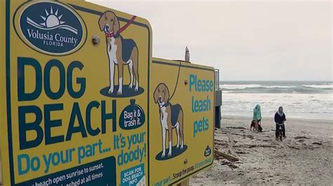 Dog-friendly beach opens in Volusia County