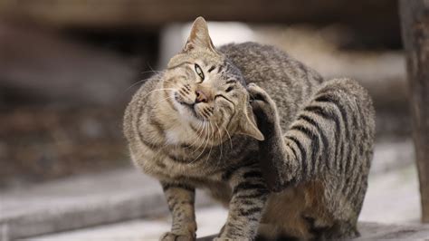 Pododermatitis in Cats: Signs and Treatment | Royal Canin US