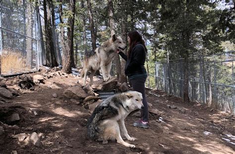 Colorado wolf sanctuary to close later this month | Lifestyle | gazette.com