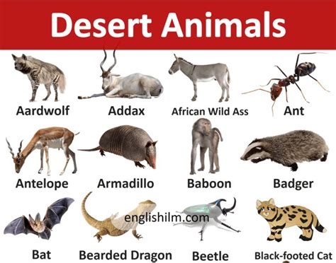 the different types of desert animals