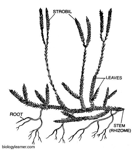 Lycopodium: Distribution, Structure, Reproduction