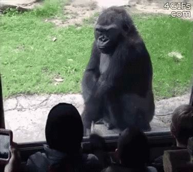 Boo! GIF - gorilla zoo angry GIFs | Say more with Tenor