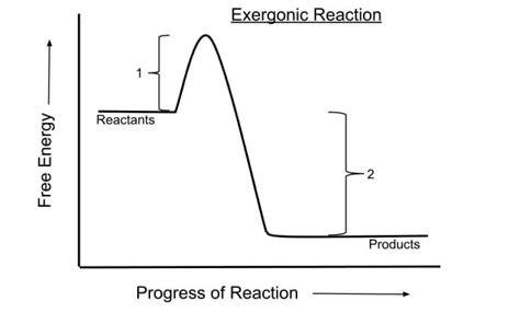 Endergonic Reaction Photosynthesis