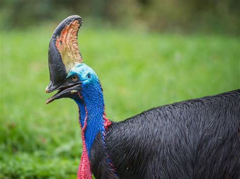 Are Cassowaries Dangerous? (Reasons They Attack + How To… | Birdfact