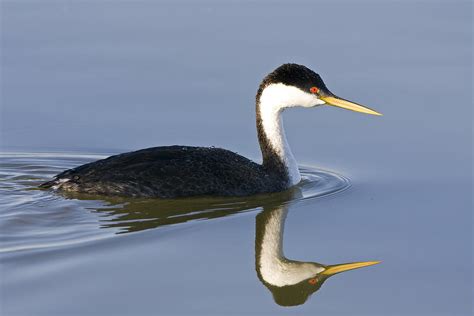 Western grebe Photograph by Duane Angles - Fine Art America