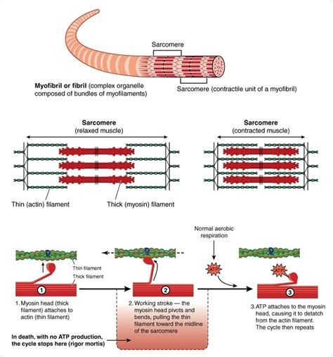 Adenosine Triphosphate (ATP) Function in Cells