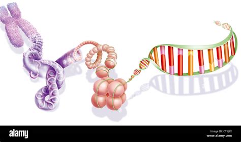 DNA COMPACTION Stock Photo - Alamy