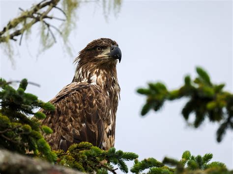 Juvenile Bald Eagles (Identification Guide with Pictures) | Birdfact