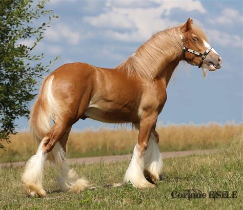 Pin on Horses - Draft Horses