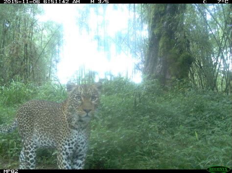 17 of the Coolest Animals on Mount Kenya - Stephanie Manka, Ph.D.