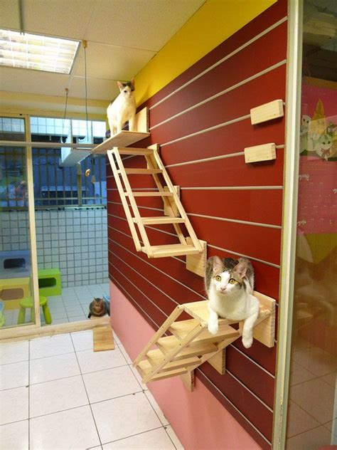 Catswall - A Modular Cat Climbing Wall Perfect for You Pet | Cat climbing wall, Cat climbing ...