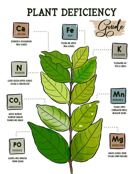 How To Fix Calcium Deficiency In Plants - Plant Ideas