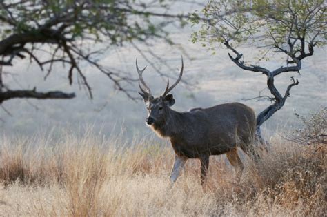 Tours and Travels: The Bhimashankar Wildlife Sanctuary In Maharashtra ...