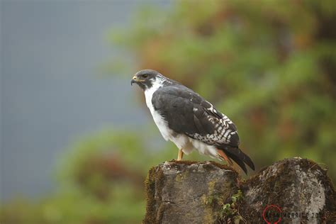 Ethiopia_2014_02_22|AM8Q1248 Augur Buzzard | Augur Buzzard | Alan McBride | Flickr