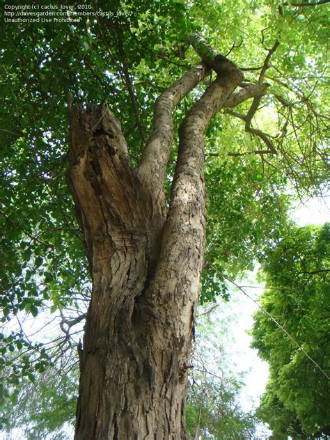 PlantFiles Pictures: East Indian Rosewood, Black Rosewood (Dalbergia latifolia) by cactus_lover