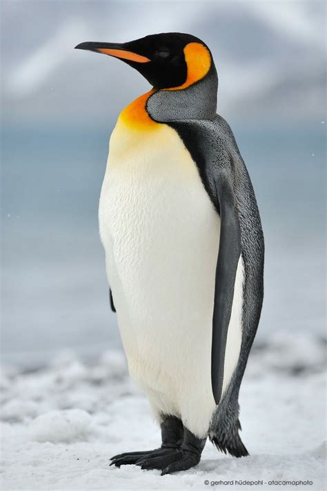 King Penguin, second largest, 3 ft tall, up to 35 lbs. | Penguins ...