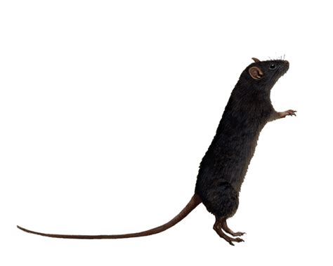 Rat PNG Images Transparent Free Download