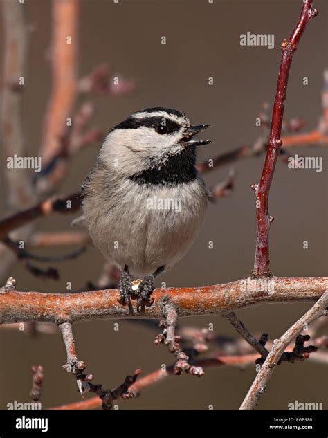 A Mountain Chickadee happily calling Stock Photo - Alamy