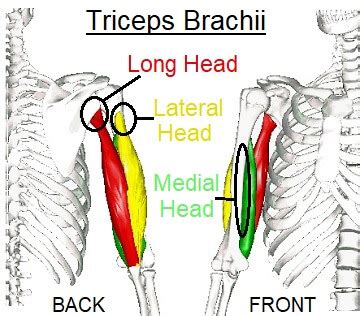 Triceps Tendonitis: Causes & Treatment For Weightlifters Elbow