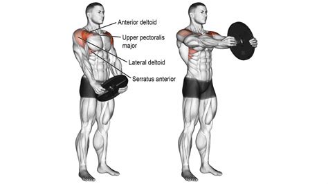 Best Anterior deltoid (Front Deltoid) Exercises & Workout (2022)