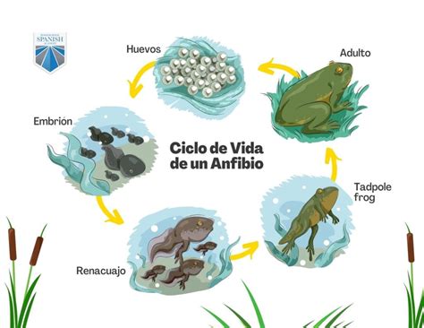 Wood Frog Life Cycle