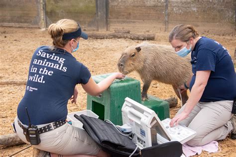 Our Capybara Squirt is a Mom-To-Be - The Houston Zoo