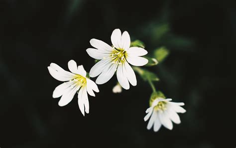 White flowers on a black background 1818258 Stock Photo at Vecteezy