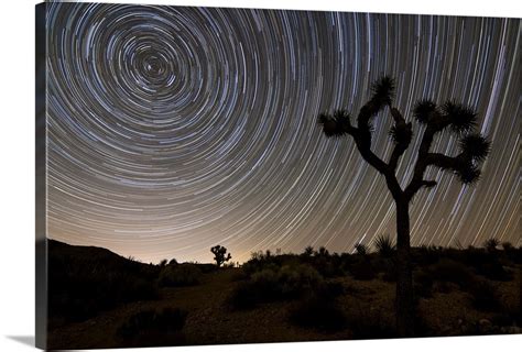 Star trails and Joshua trees in Joshua Tree National Park, California ...