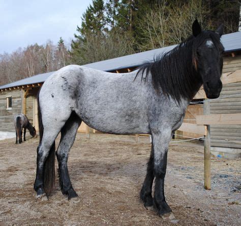 56 Nokota Horses - A Breed Apart (and in trouble) ideas | horse breeds ...