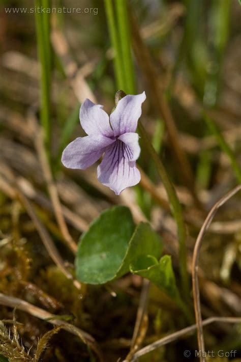 Indian River Valley | Sitka Nature