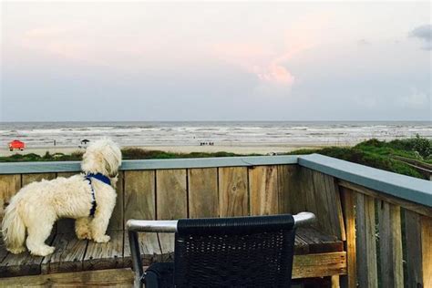 Dog Friendly Waterfront Restaurants in Port Aransas, TX - BringFido