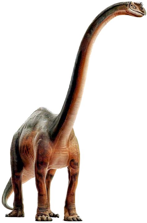 Brachiosaurus with . 24589111 PNG