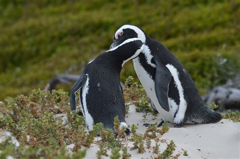 Kissing African Penguins Free Photo Download | FreeImages