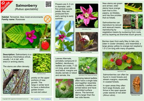 Salmonberry | knotweed Ireland