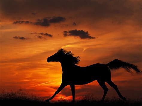 Fantastic Wild Mustang Silhouette Running Into a Blazing Sunset. | America's Wild Mustangs-A ...