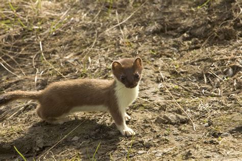 File:Short tailed weasel ermine animal mustela erminea.jpg - Wikimedia ...