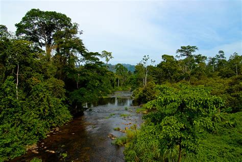 Cameroon Rainforest | Rainforest blankets the land in Wester… | The World by Road | Flickr