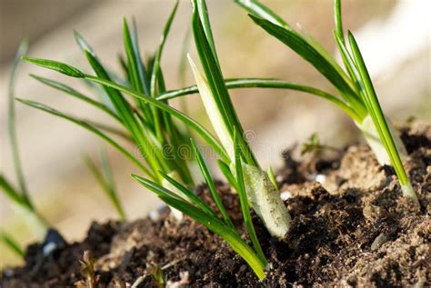 Sprouts Of Crocus In Early Spring Stock Image - Image of green, garden: 13833921