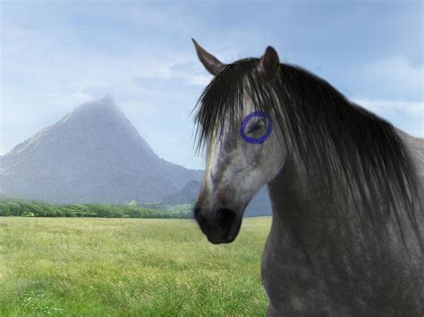 Nokota Horse by crazyhorsegirl16 on DeviantArt