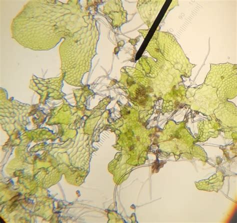 Fern Gametophyte [5x] : botany