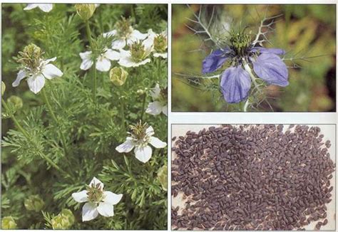 Nigella sativa (whole plant, Flower and seeds). | Download Scientific Diagram