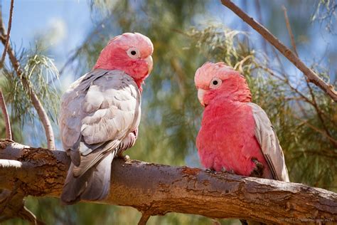 Pin on Parrots Beauty