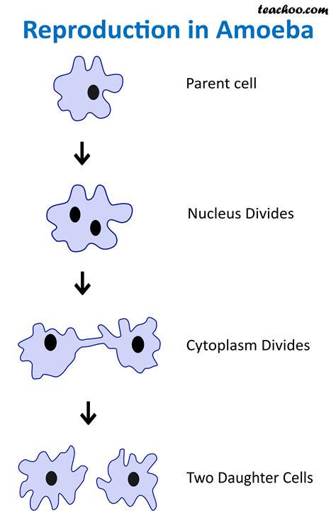 Asexual reproduction - Definition, Types, Examples - Teachoo