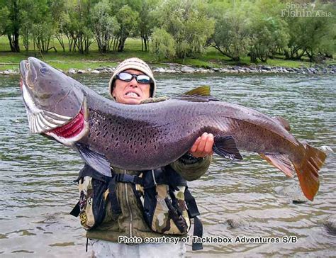 The mighty Taimen, mega fish of the Mongolian rivers - Sport Fishing Asia