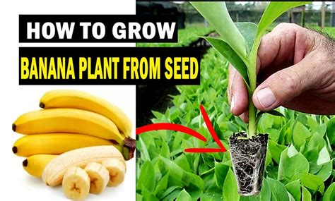 How to Grow Banana Tree from Seeds Faster Easy Tips - SVG