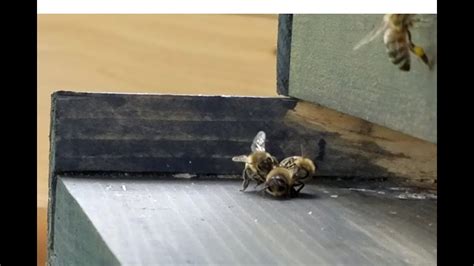 DRONE EVICTION: worker bees dragging drones out of the hive - YouTube