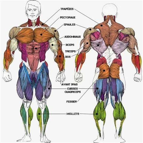 Étirements par muscle, pour détendre tout vos groupes musculaires