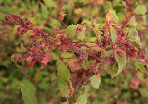 Hurst Green Gardening Club: March Meeting 2016 - Fuchsias My Way