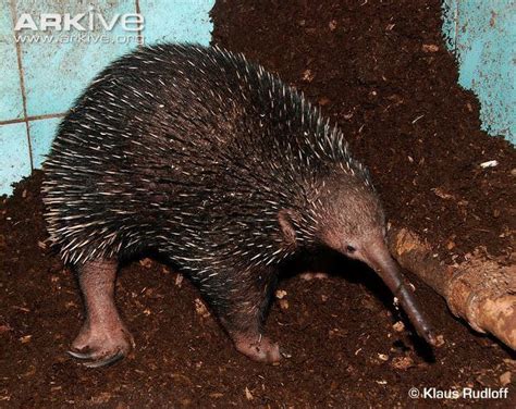 Long beaked echidna - Alchetron, The Free Social Encyclopedia